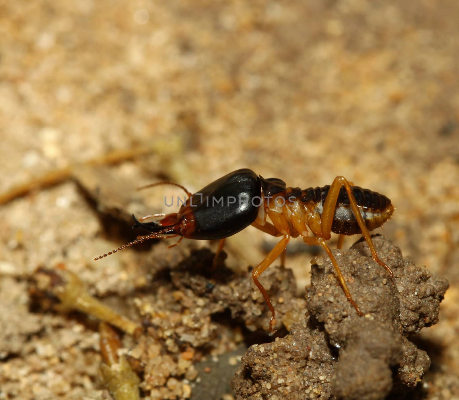 the big soldier termite of soil eaters by pumppump