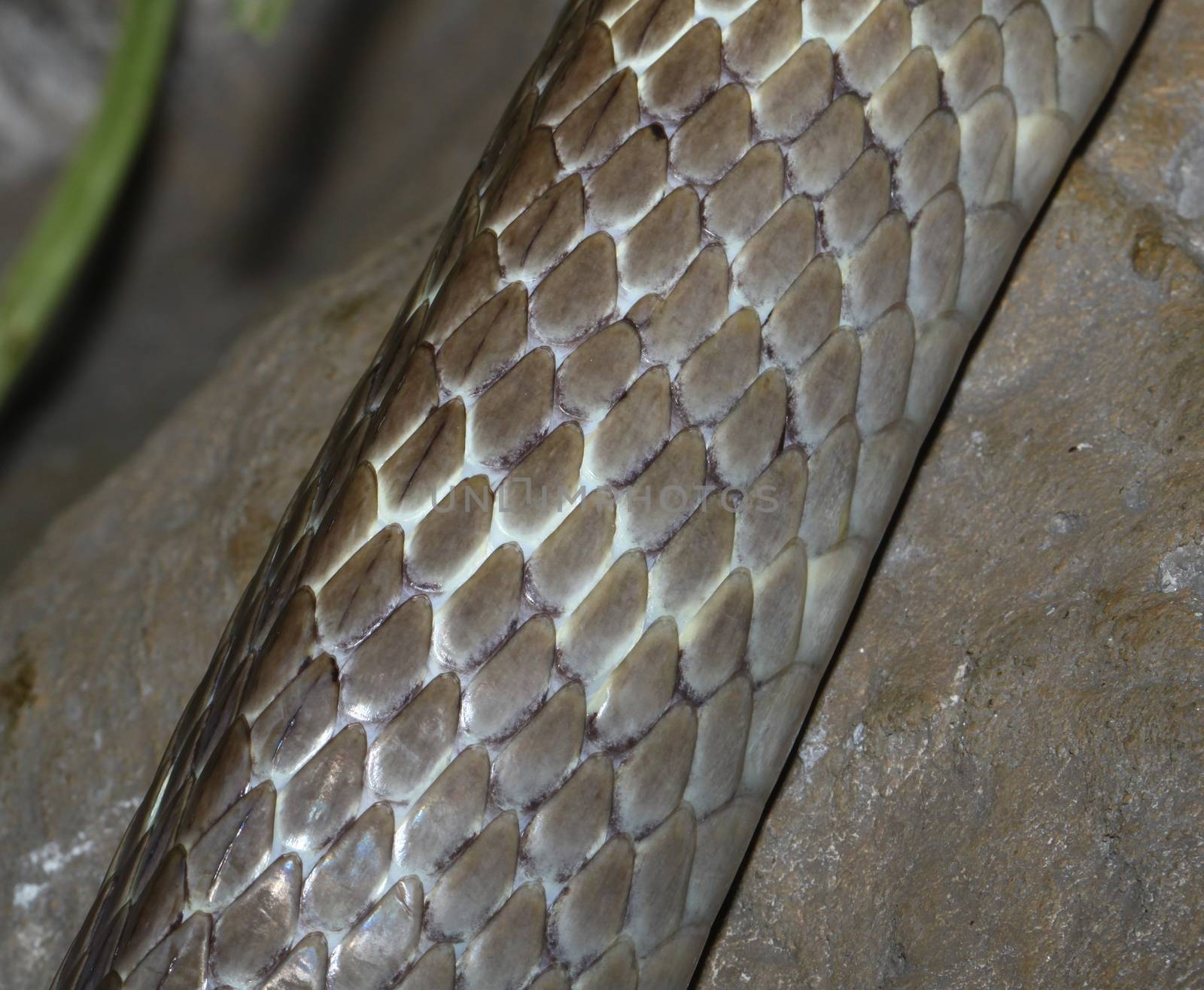 snake skin in the zoo bangkok,thailand