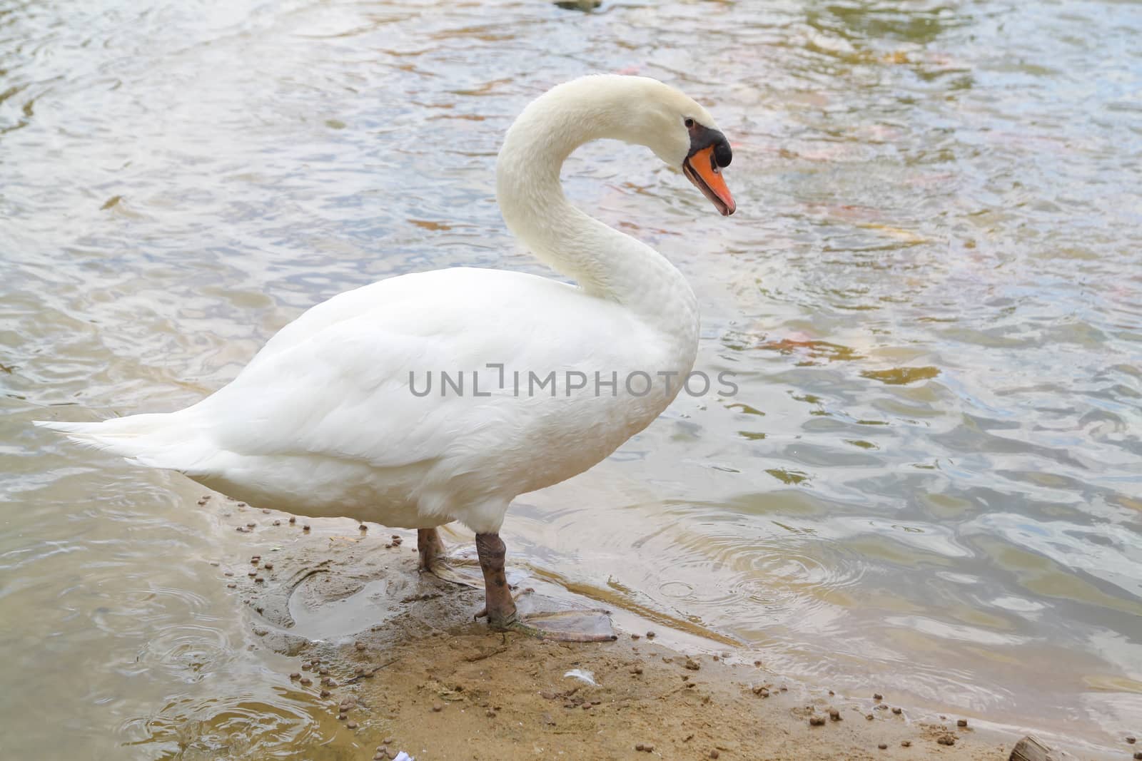 Swan on Lucerne Lake of thailand by pumppump