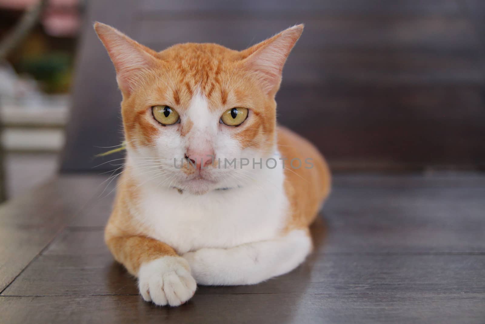 orange cat look at camera