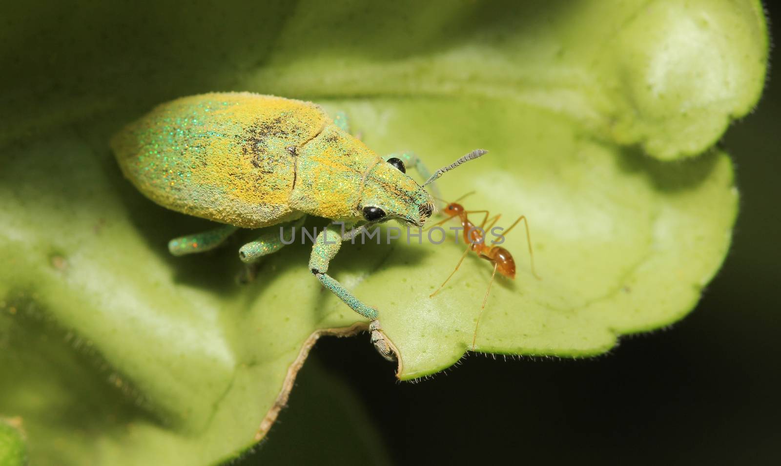 close up green weevil on leaf in garden by pumppump