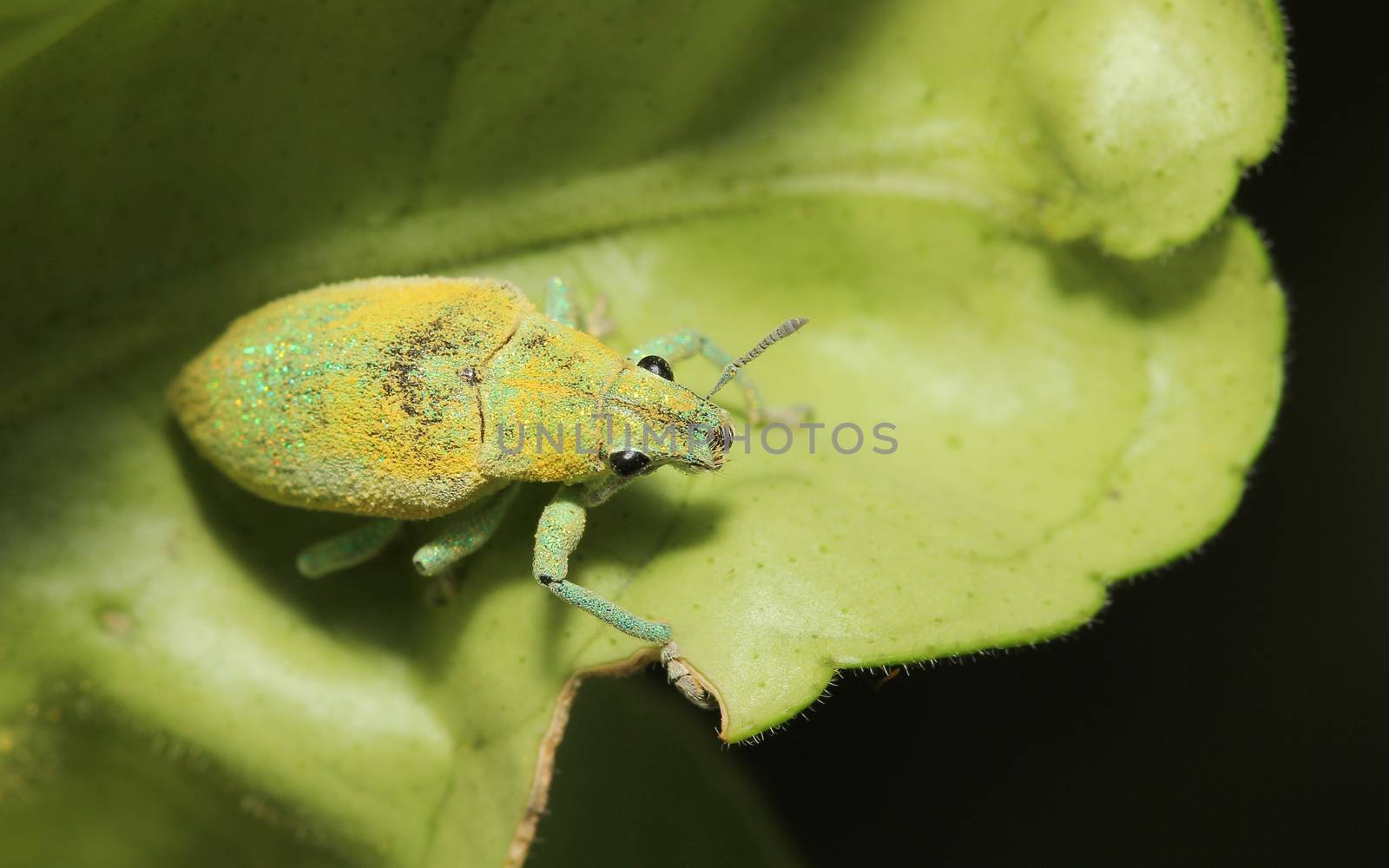 close up green weevil on leaf in garden by pumppump