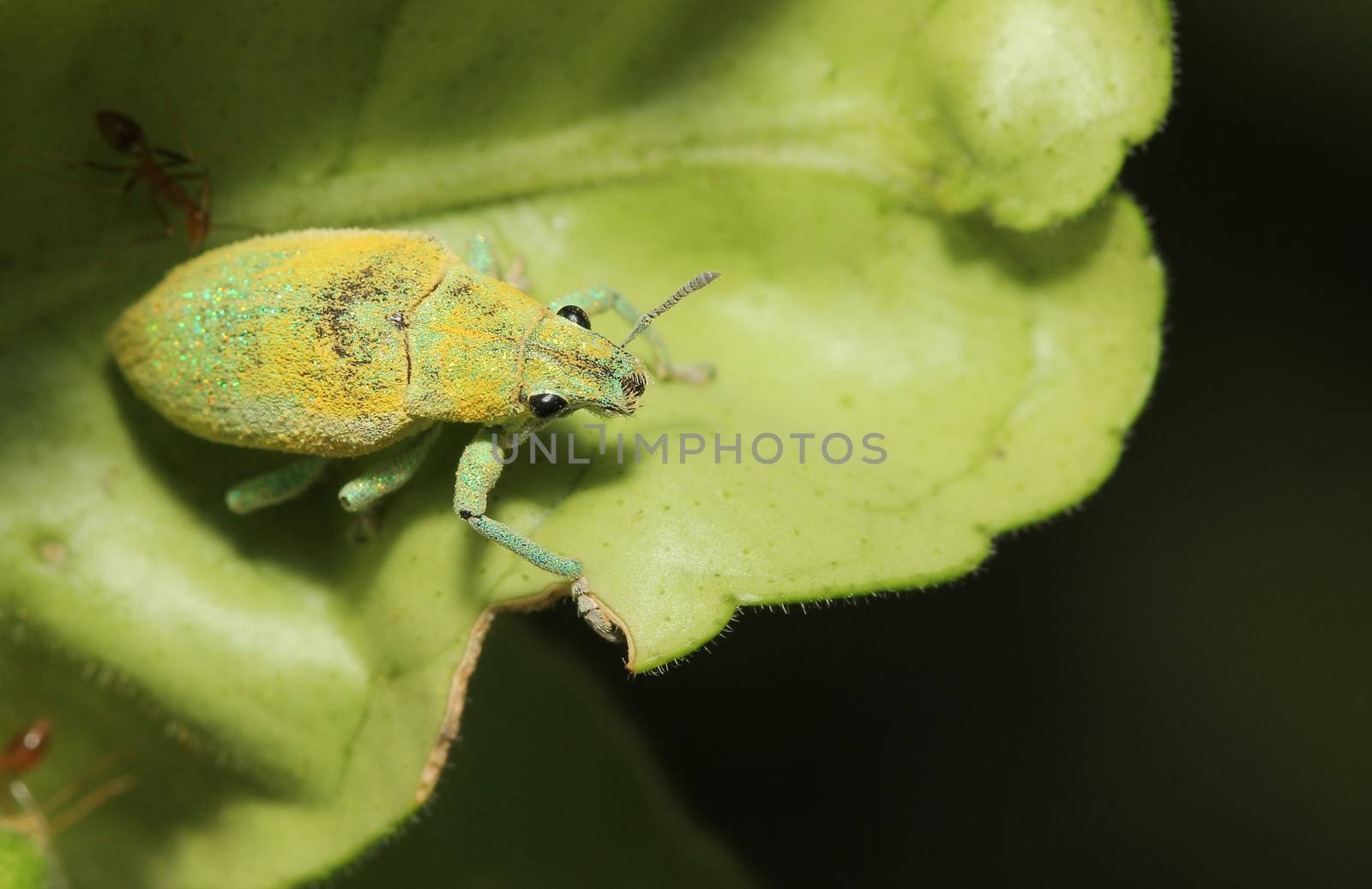 close up green weevil on leaf in garden thailand