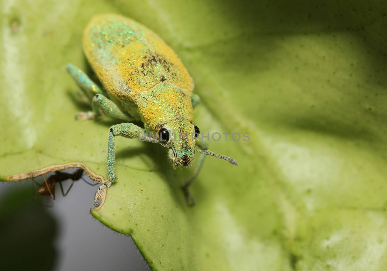 close up green weevil on leaf in garden thailand