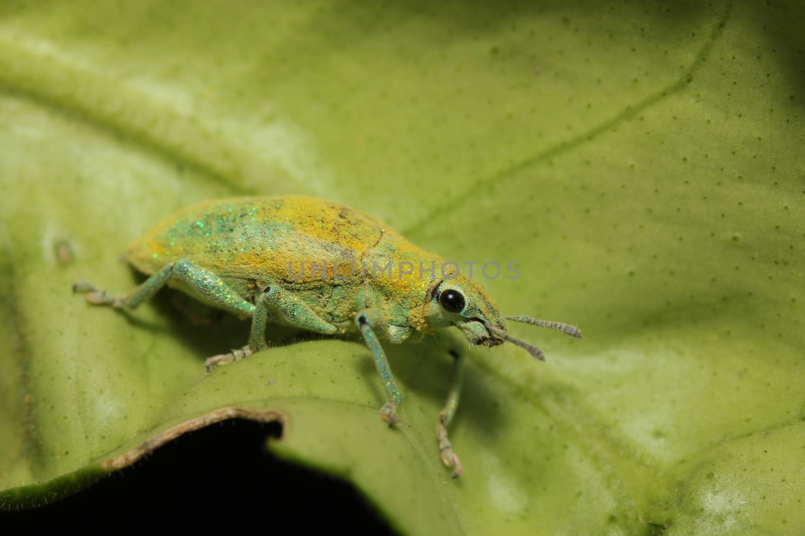 close up green weevil on leaf in garden