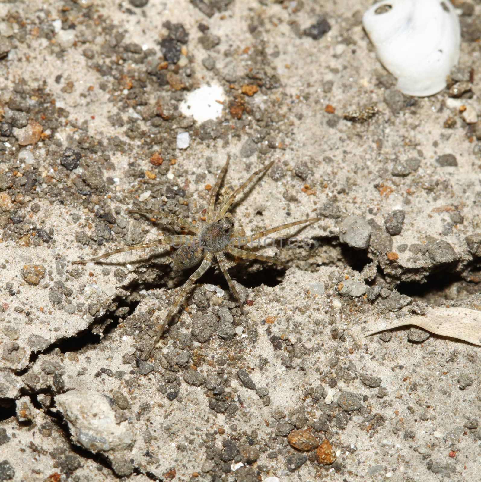 wasp spider on ground