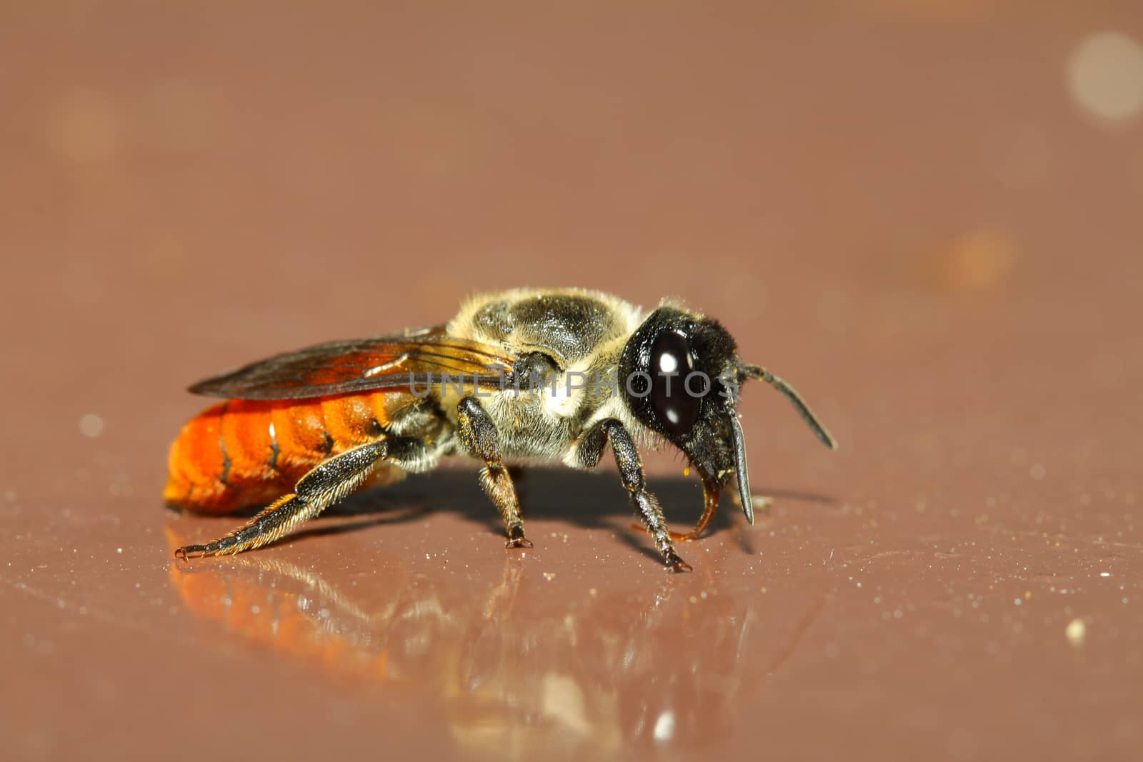 Bee on brown backgrounds