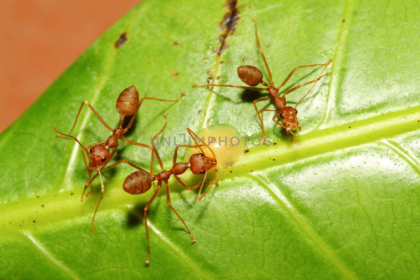 Three red ant on green leaf in garden