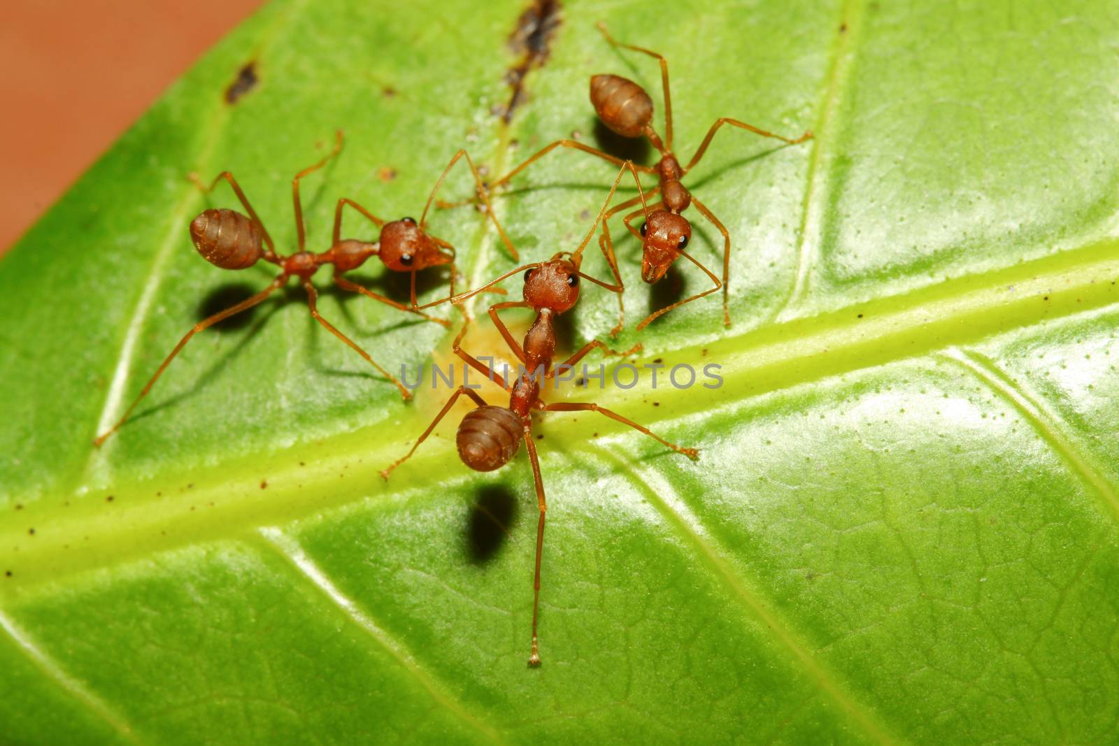 Three red ant on green leaf in garden