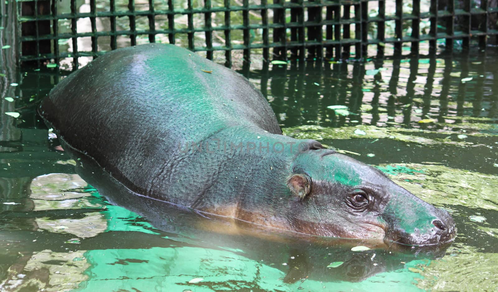 pygmy hippo in zoo