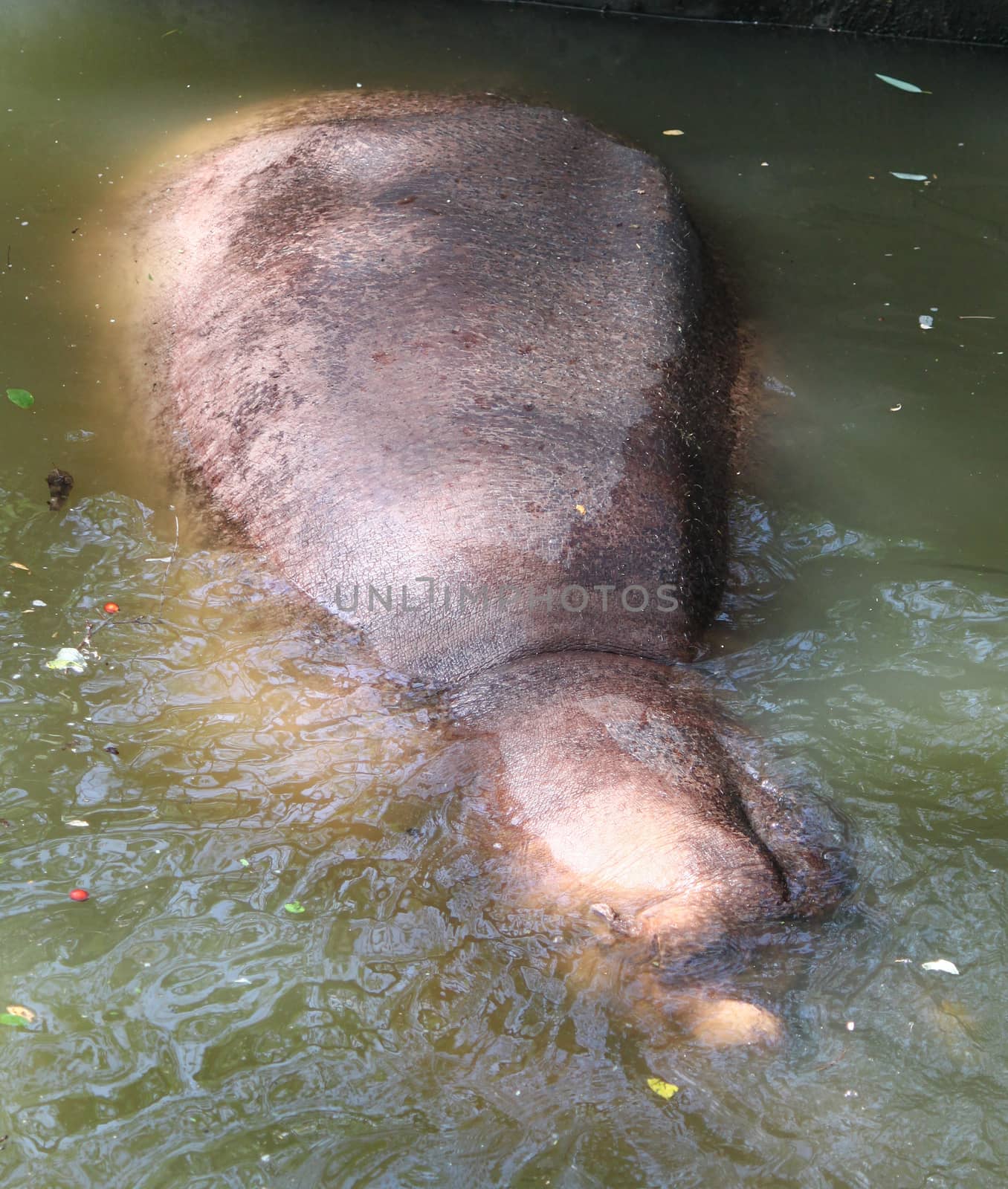 hippo sleep in river by pumppump