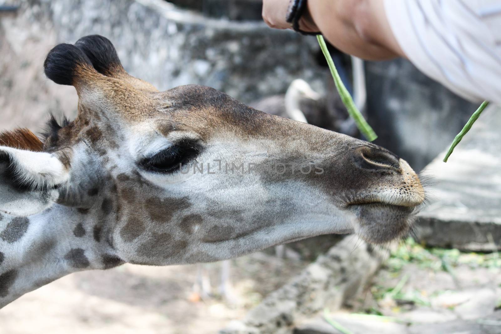 Feeding Giraffes