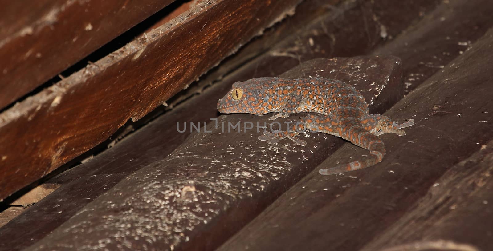 gecko on wood home