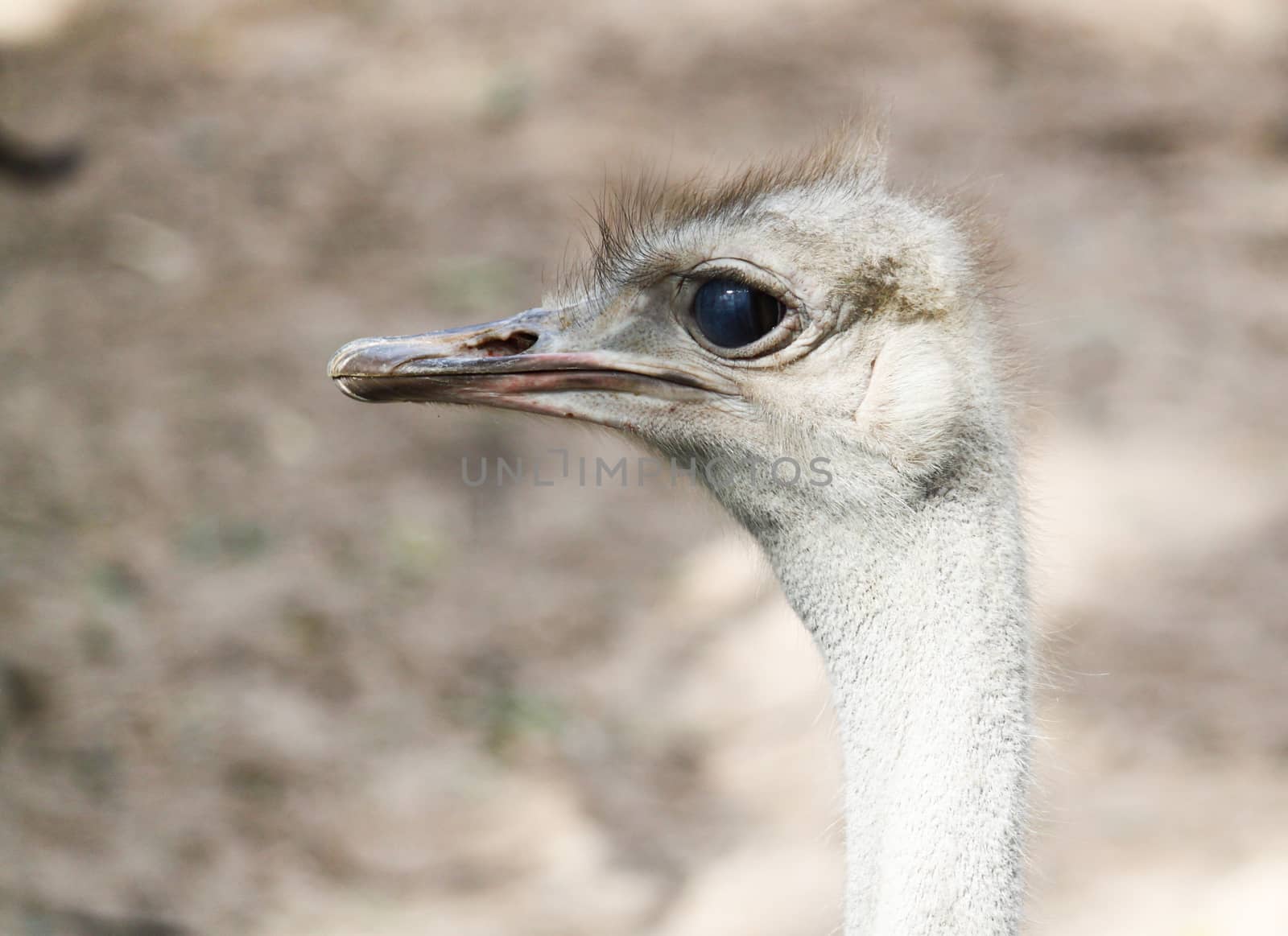 Ostrich head