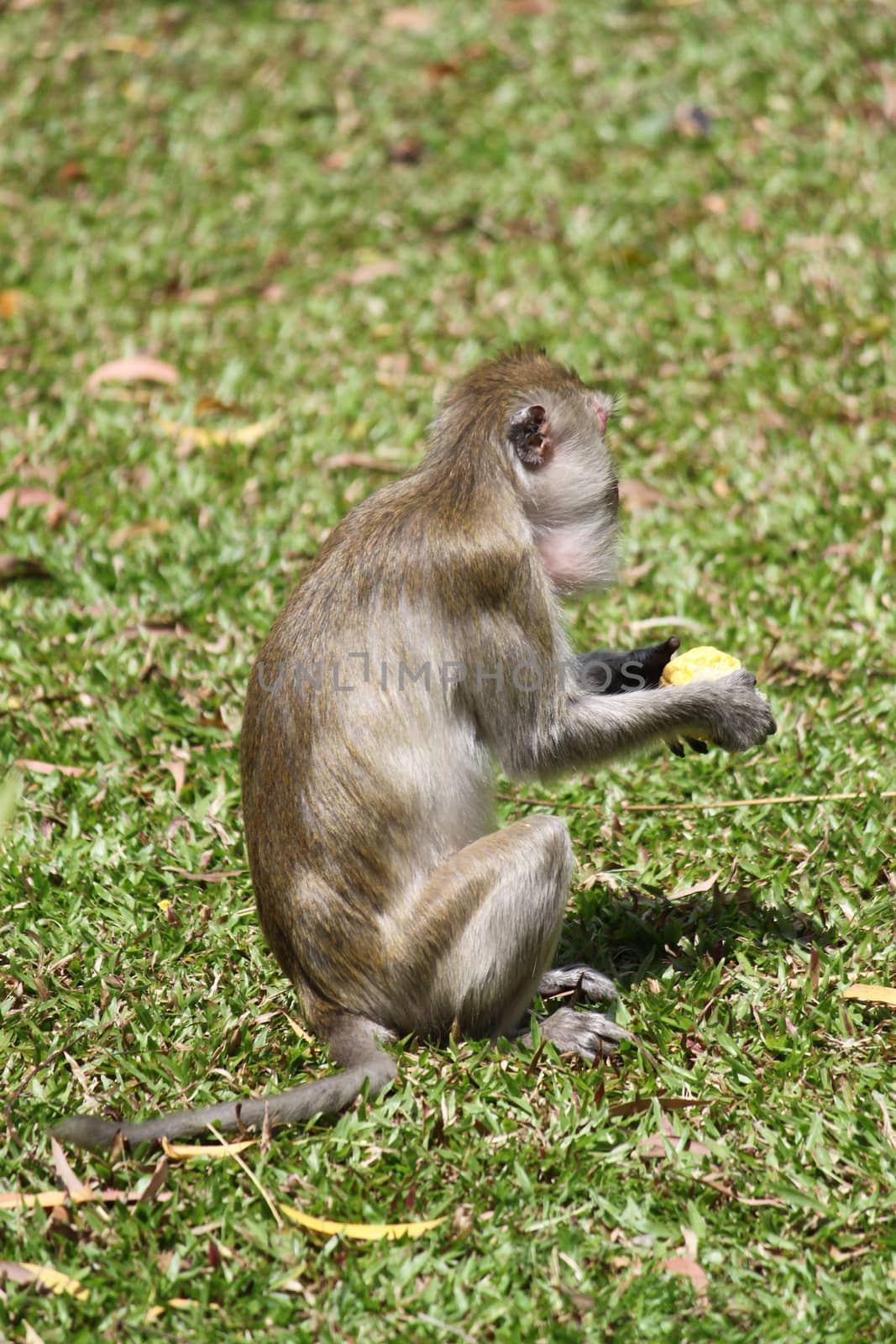 monkey eating