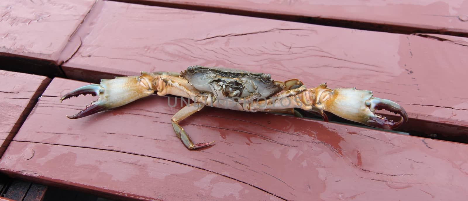 crab attack on wood at home