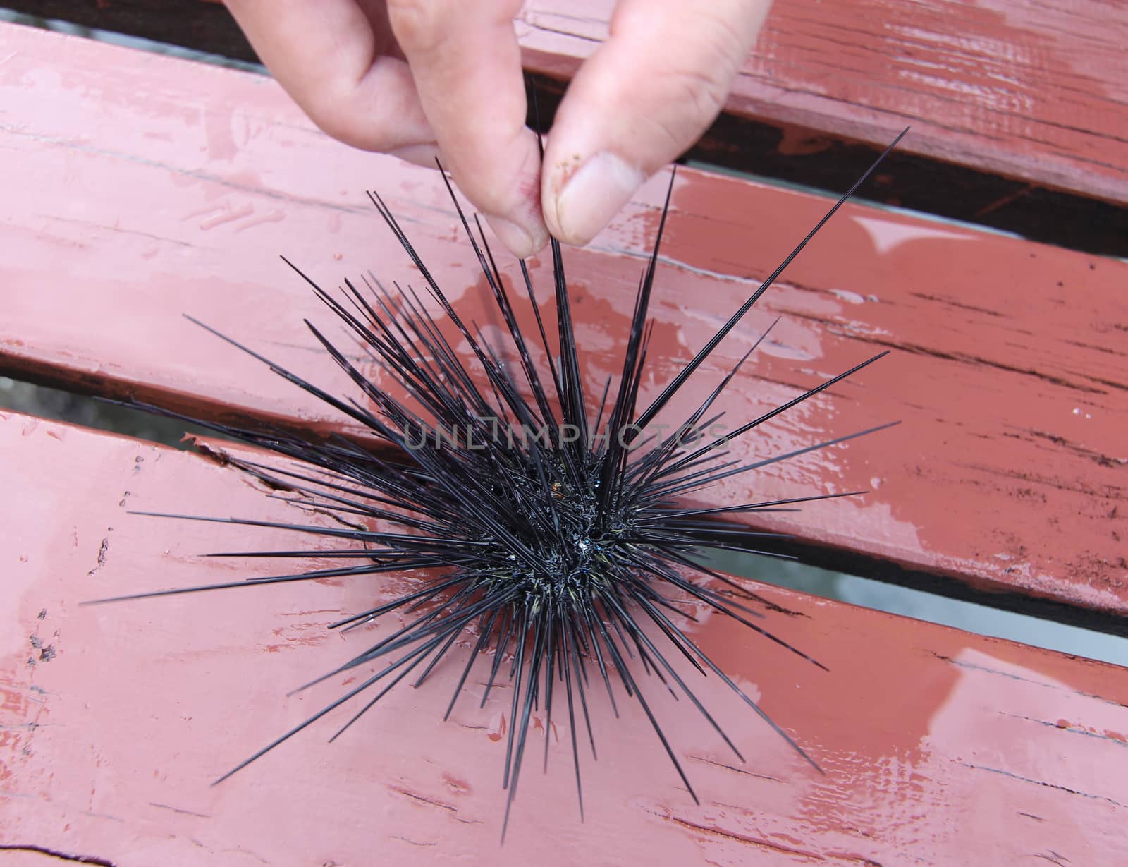 pick up urchins at homestay in thailand
