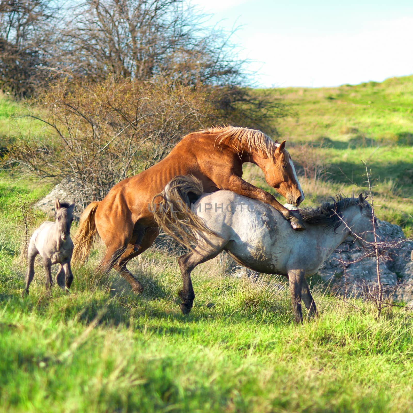 Herd of horses on the field with green grass