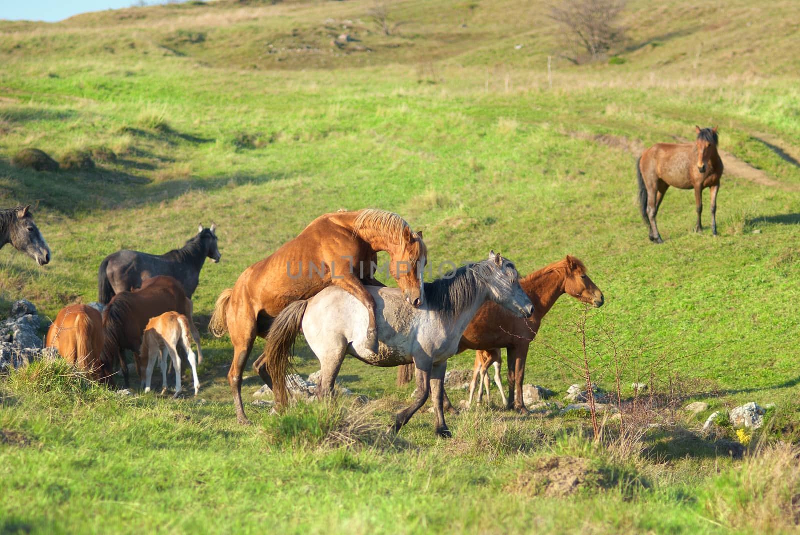 Herd of horses on the field with green grass
