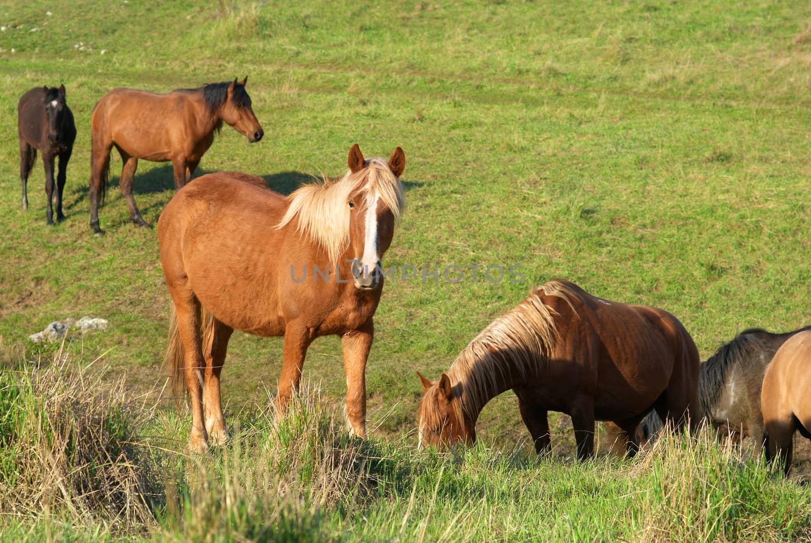 Herd of horses on the field with green grass