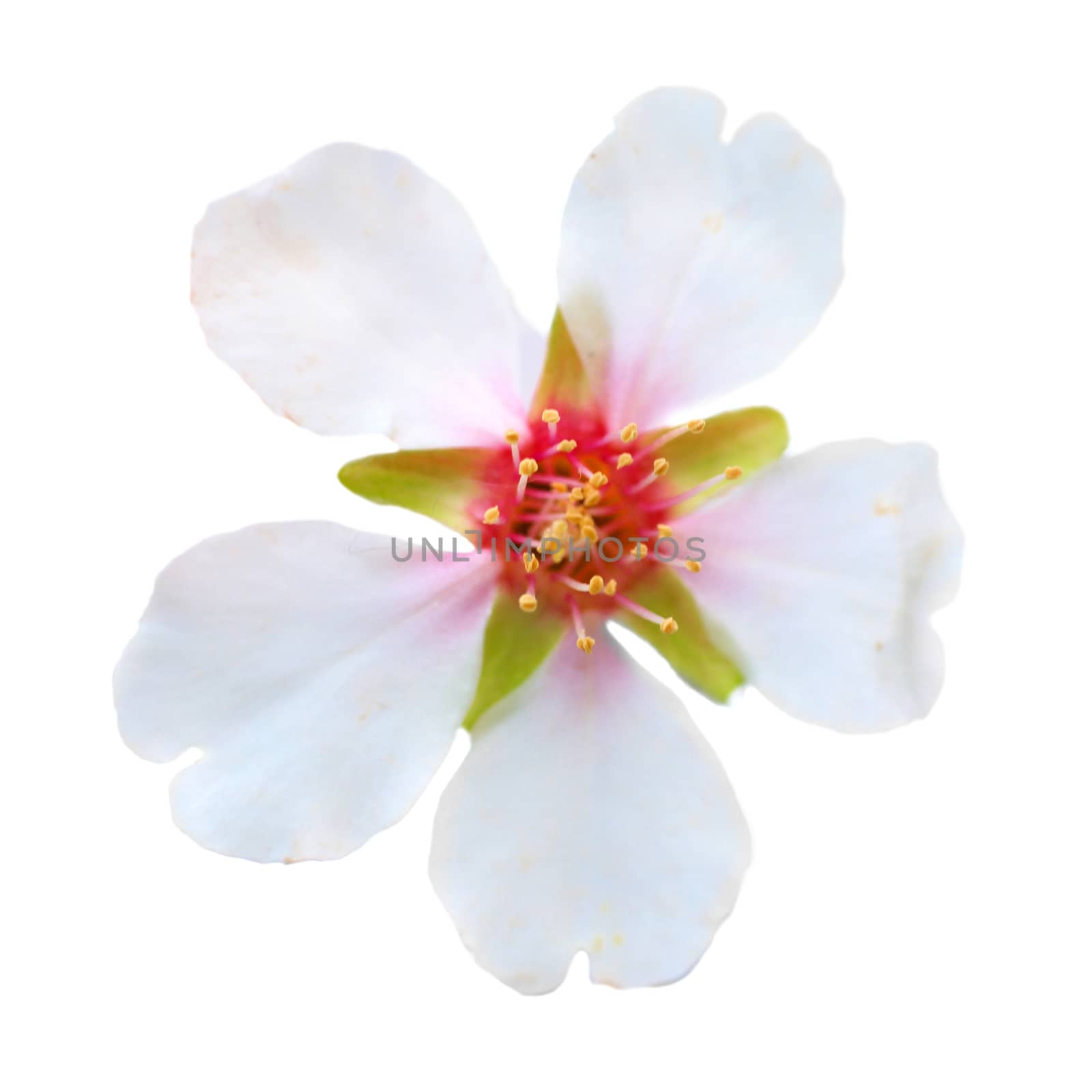 Almond white flowers isolated on white background