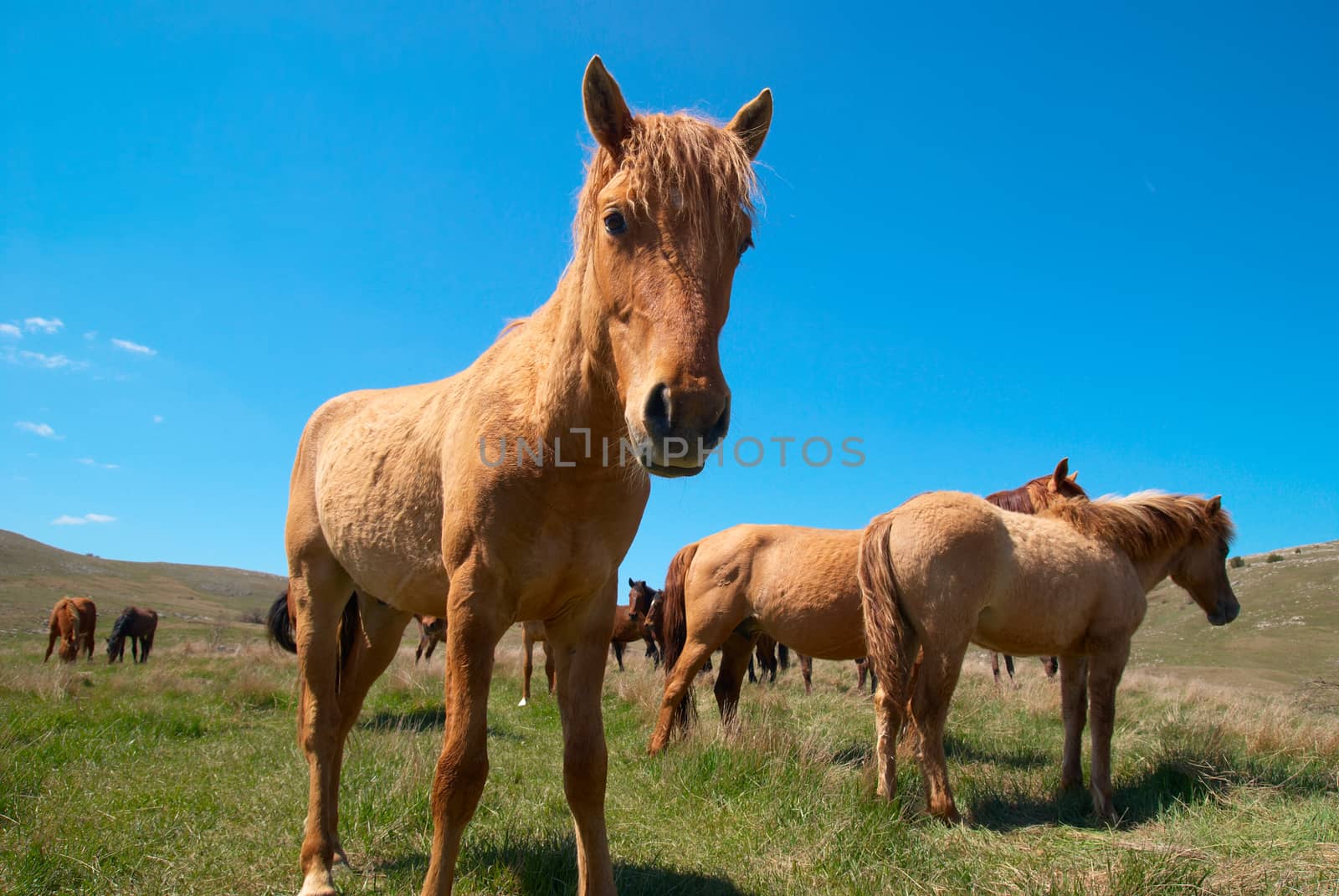 Herd of horses on the field with blue sky