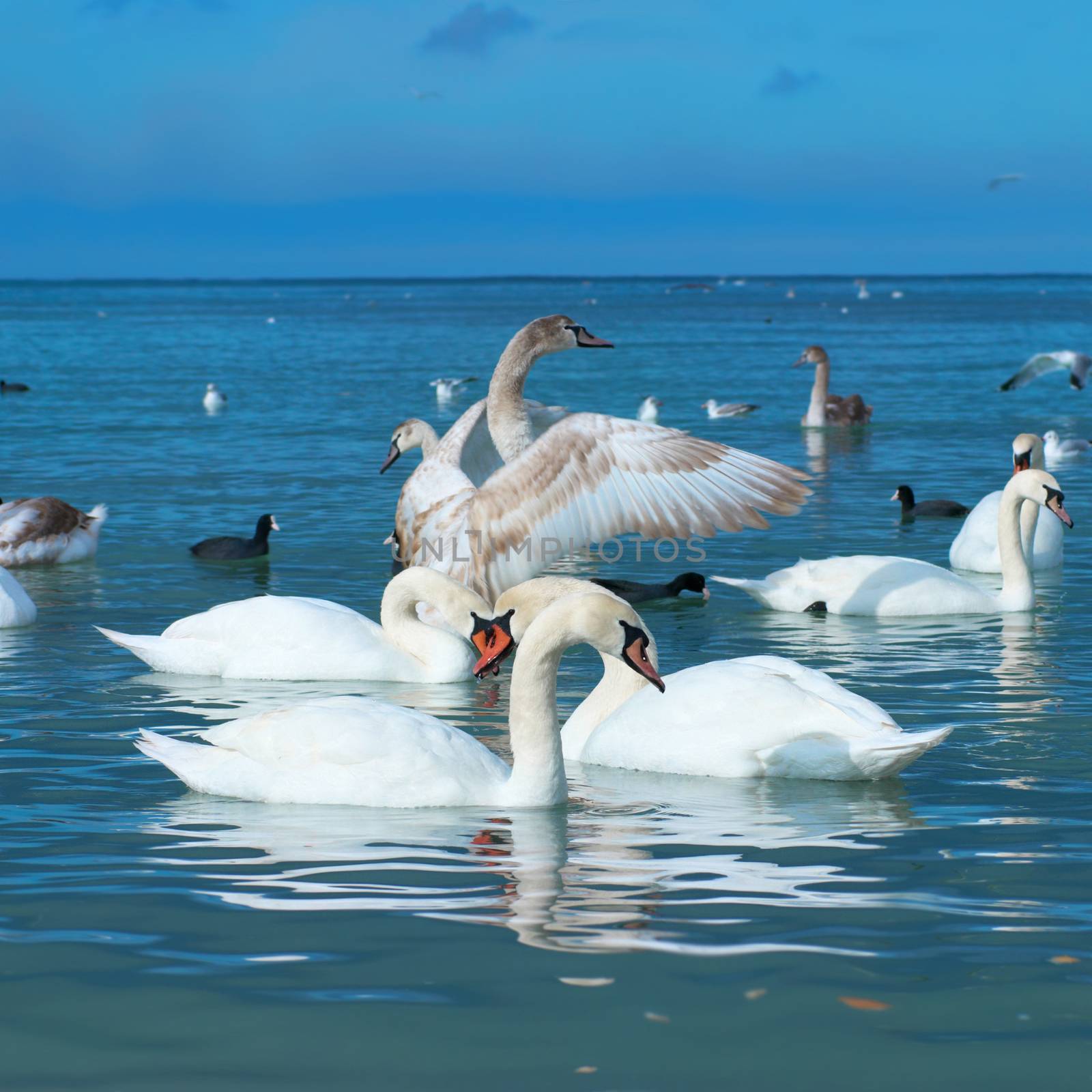 Swans on the lake with blue water background