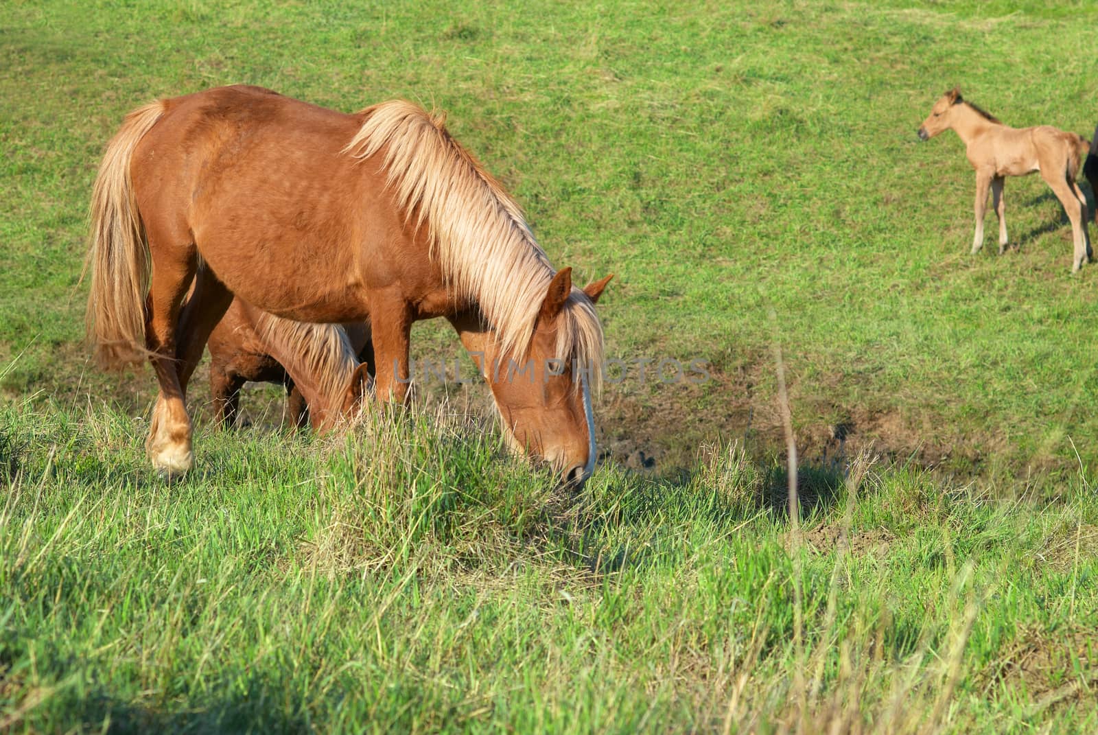 Herd of horses on the field with green grass