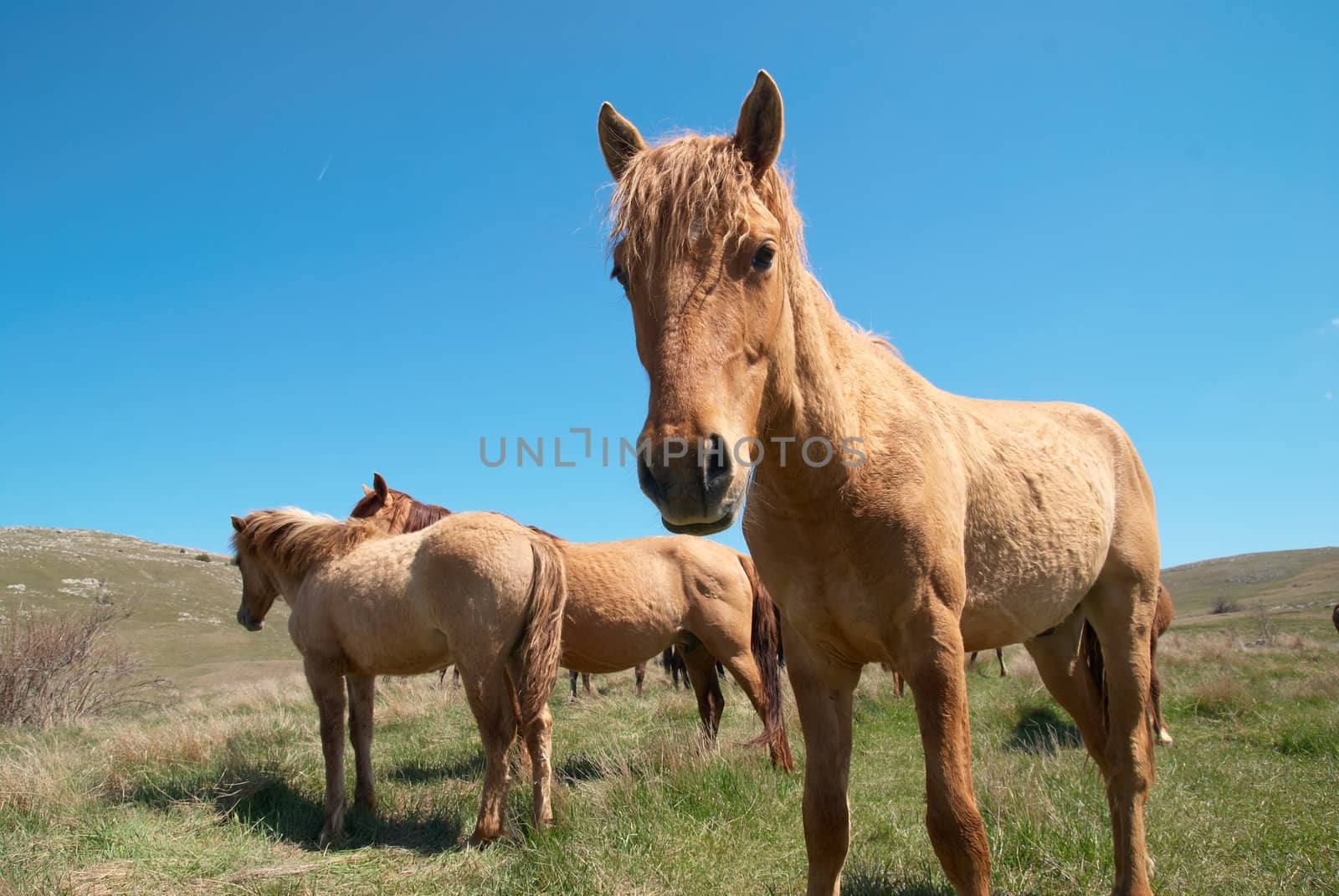 Herd of horses on the field with blue sky