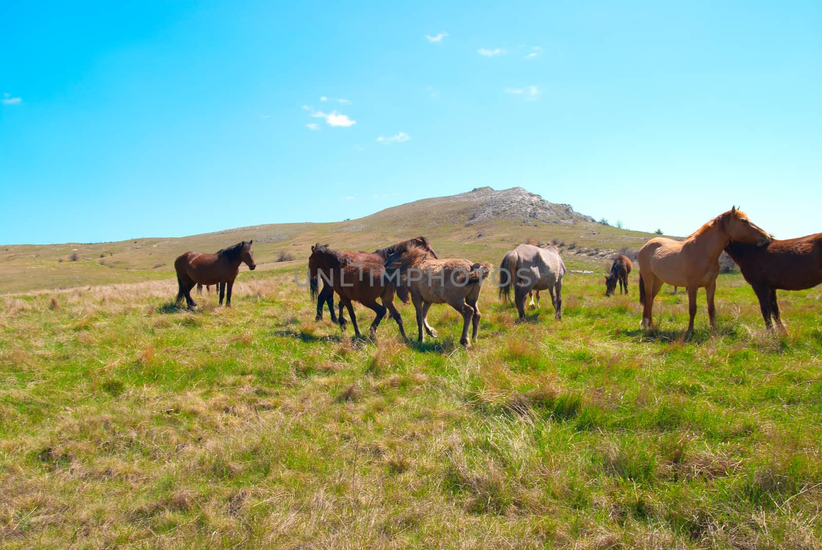 Herd of horses on the field with green grass