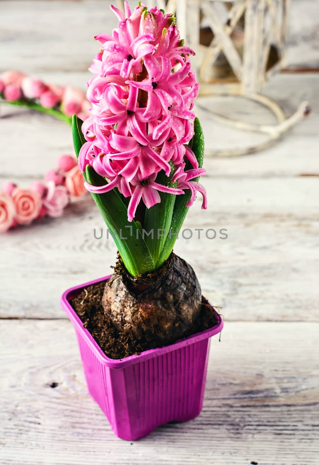 Germinating flowering pink hyacinth on bright background.Photo tinted.