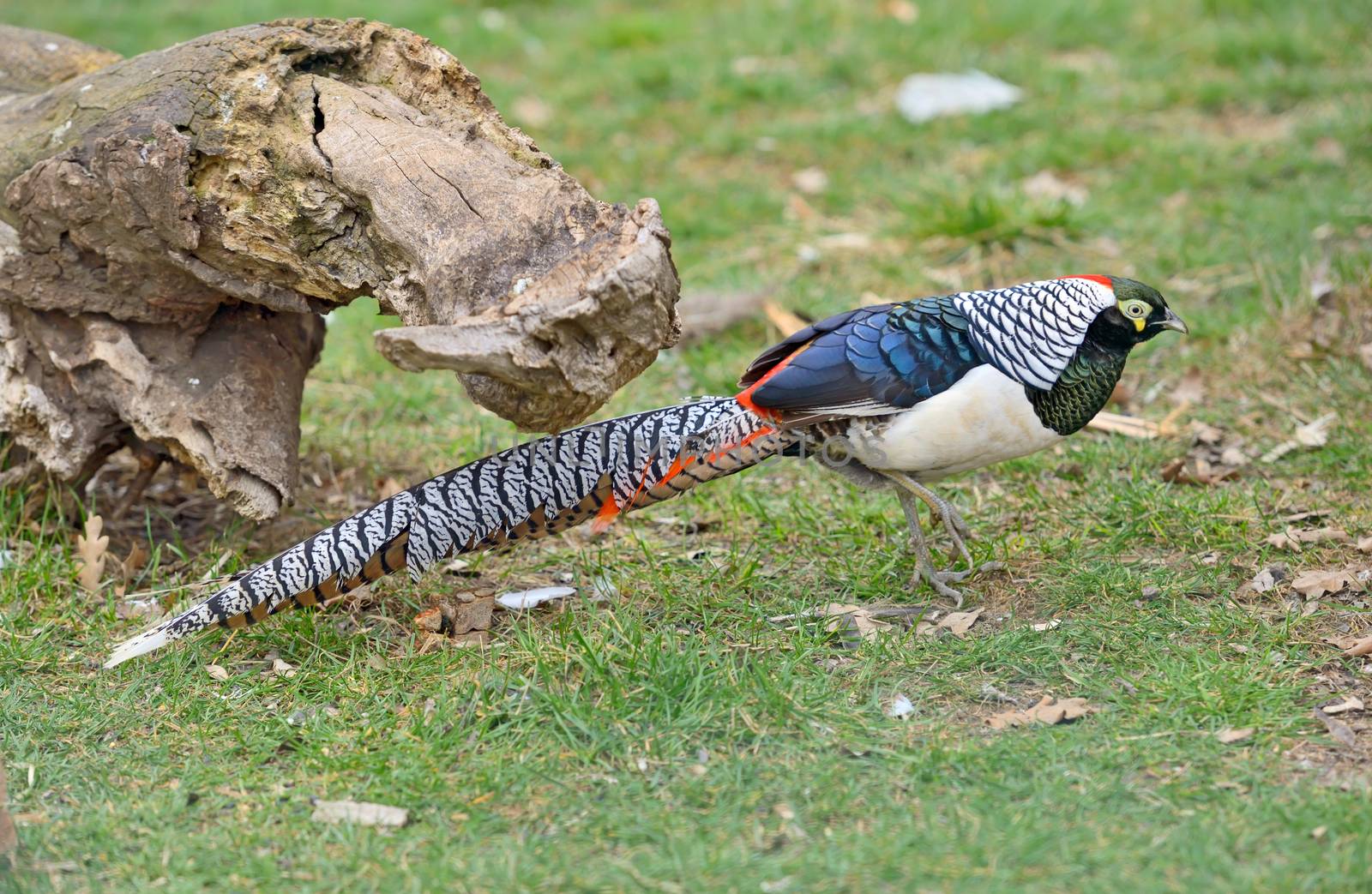  Golden Pheasant or Chinese Pheasant in garden