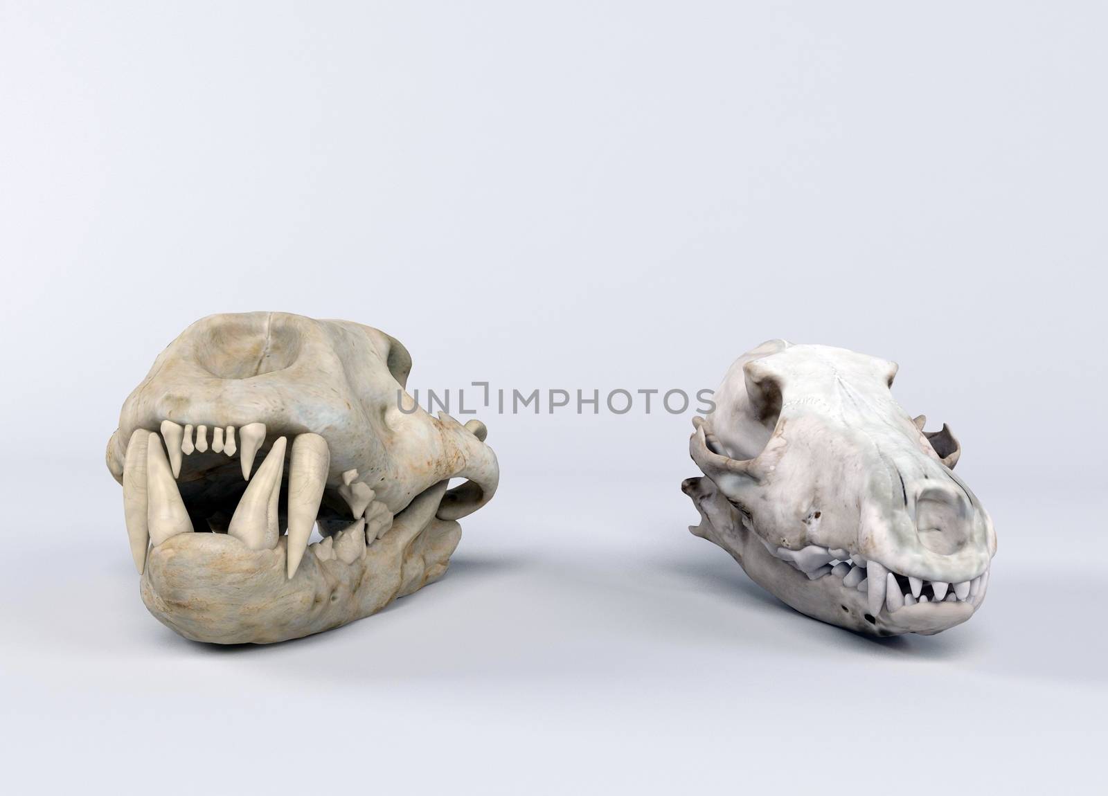 3d rendering of two dinosaur skulls on white background