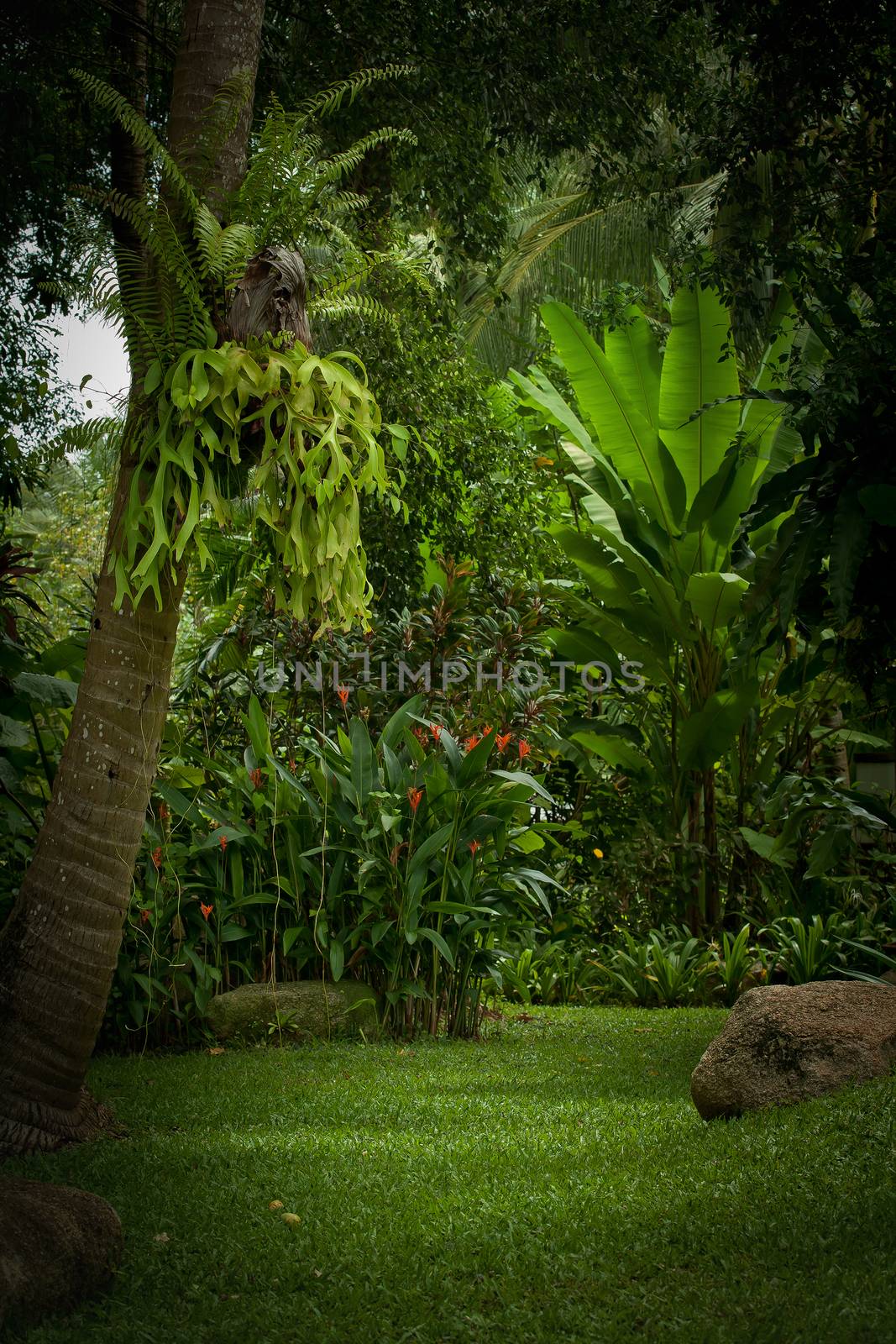 panoramic view of nice misty tropical forest green