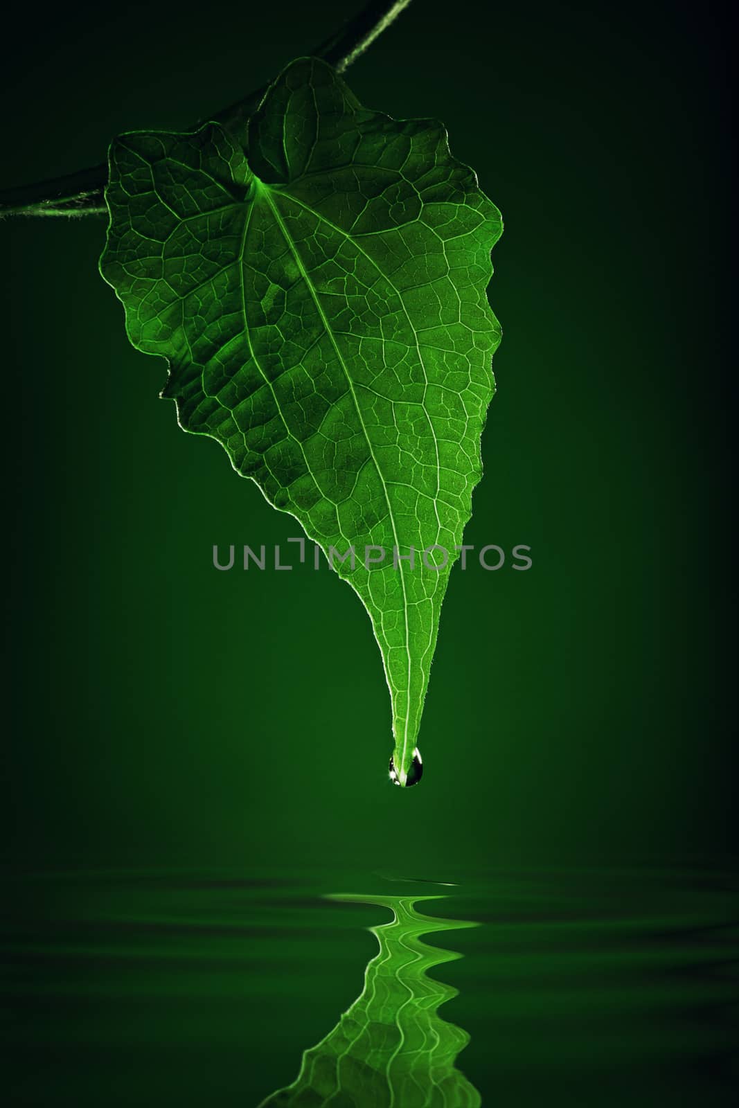 leaf green by ersler