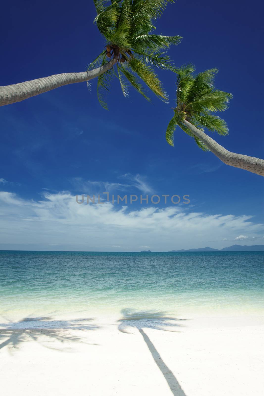 View of nice tropical  beach  with some palms around