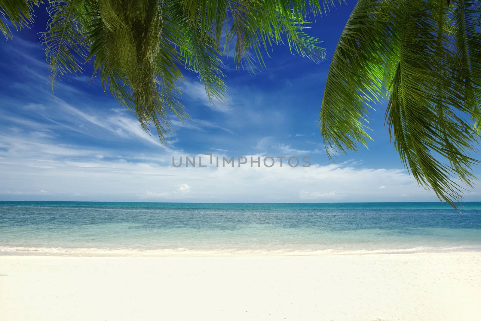 View of nice tropical  beach  with some palms around