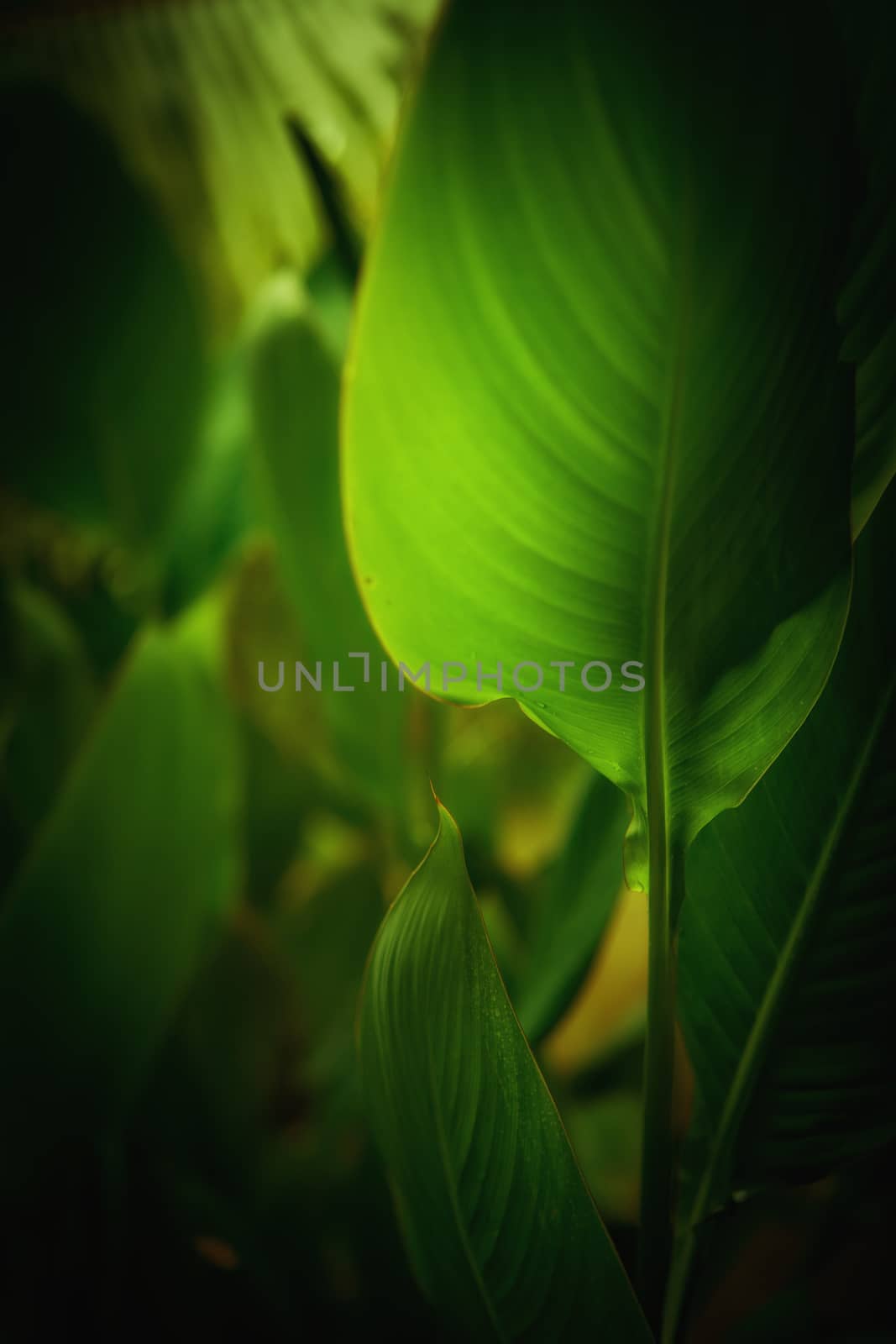 close up view of  tropical plant on color back