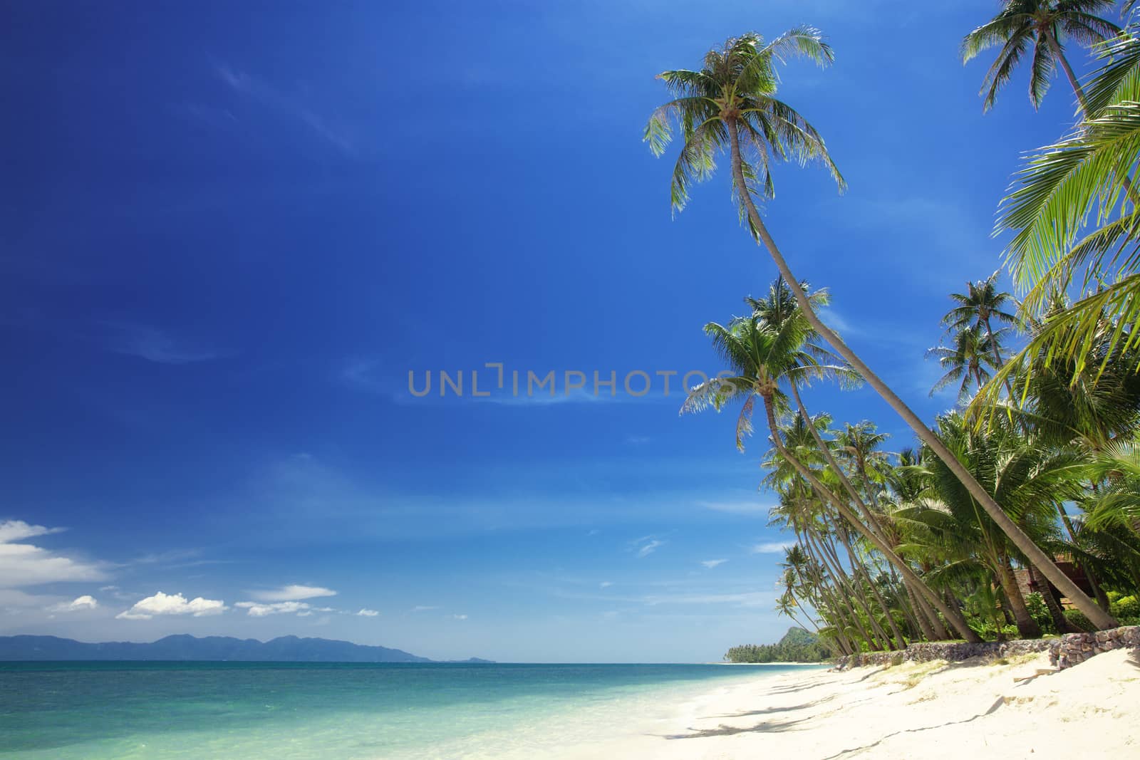 View of nice tropical  beach  with some palms around