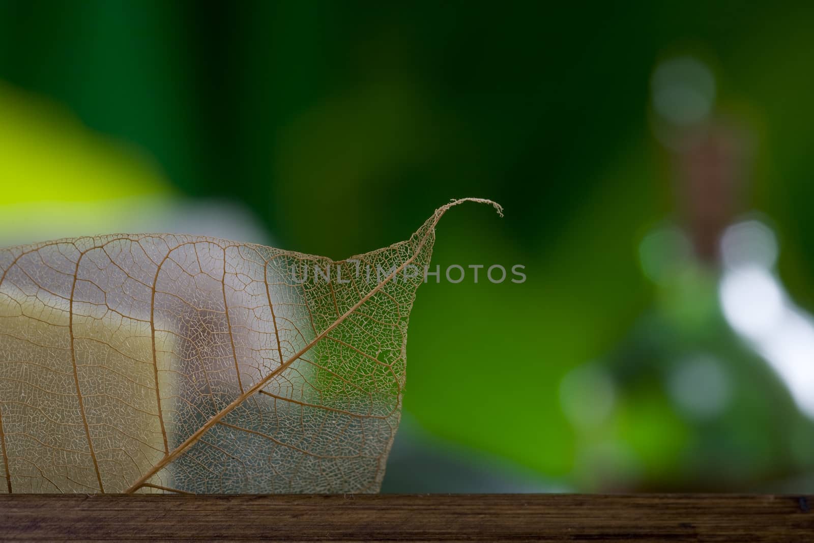 Close up view of dry leaf on color background