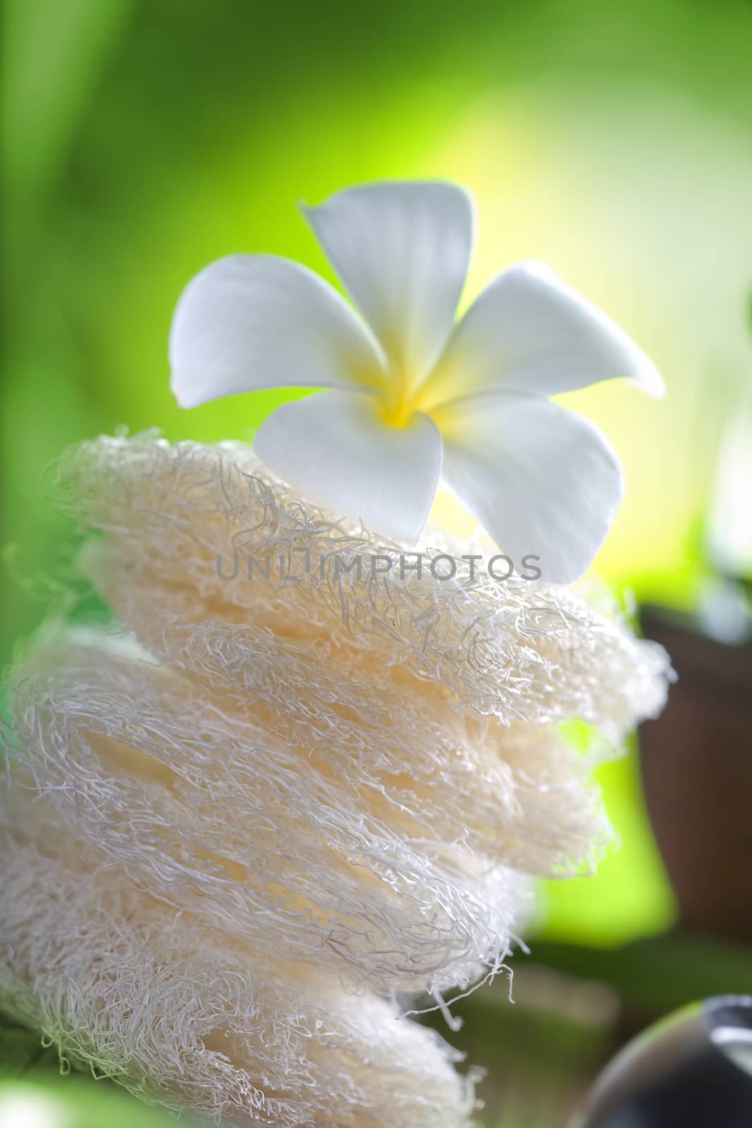 close up view of   frangipani  flower  on color back
