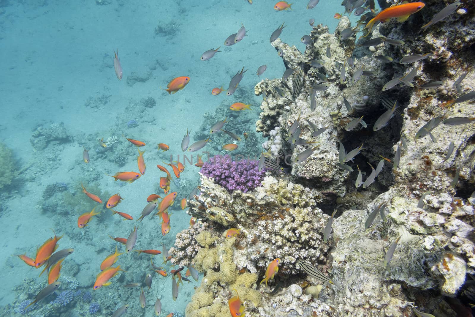 coral reef with hard corals and exotic fishes anthias in tropical sea