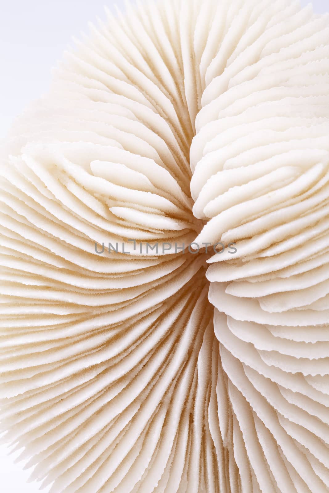 seashell of Fungia  on white background, close up by mychadre77