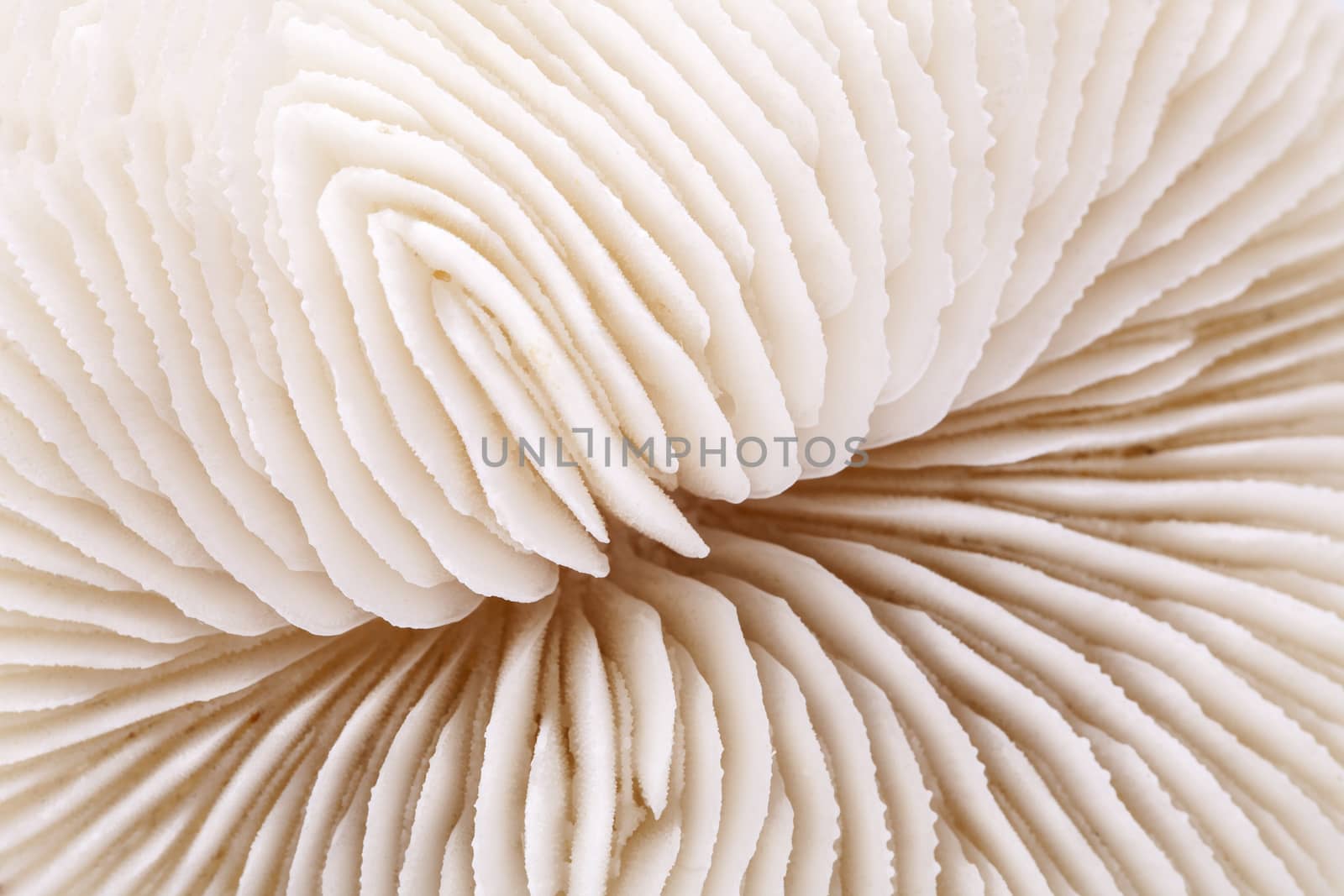 background of seashell of Fungia , close up by mychadre77