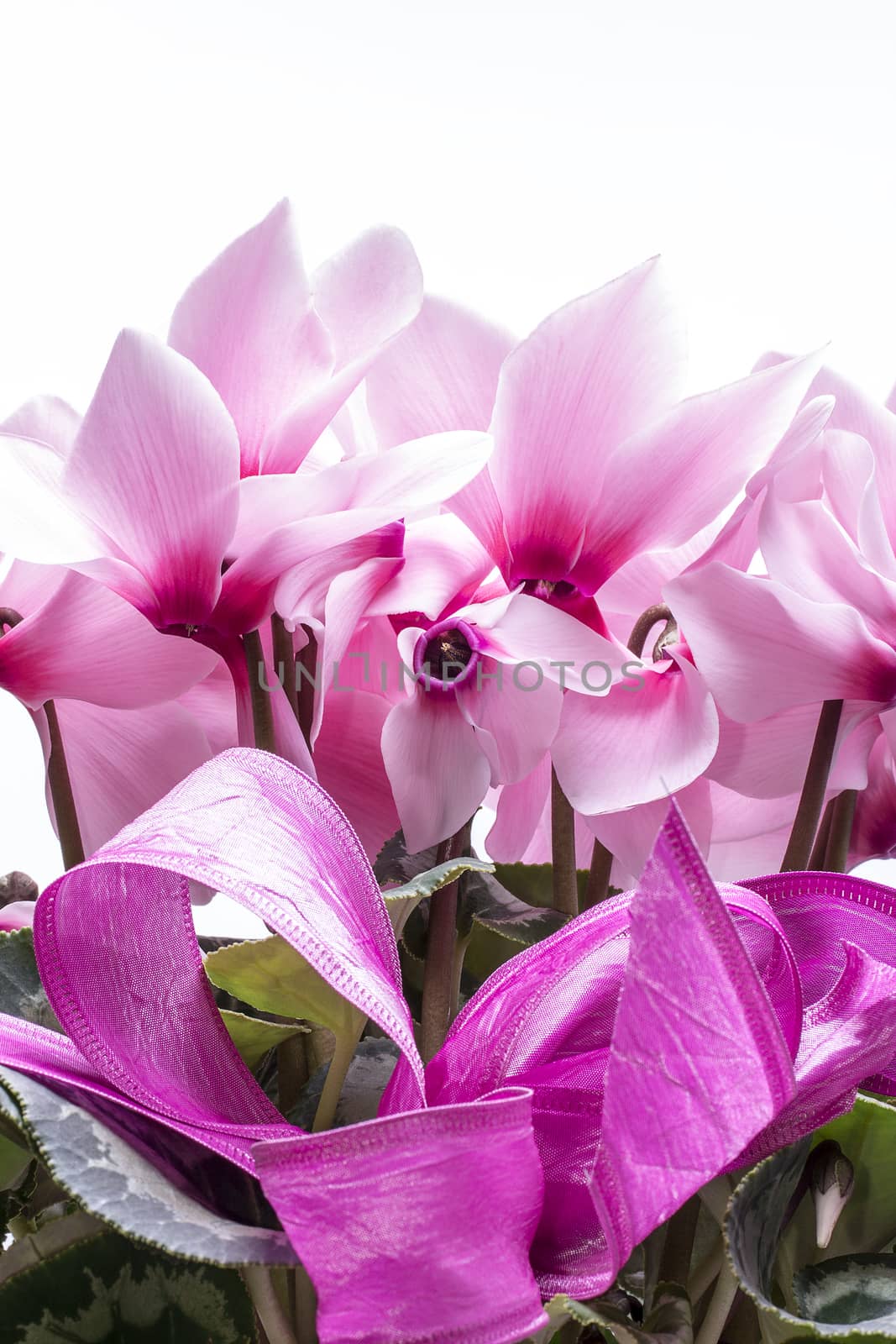  bouquet of pink cyclamen flowers  with ribbon on white background