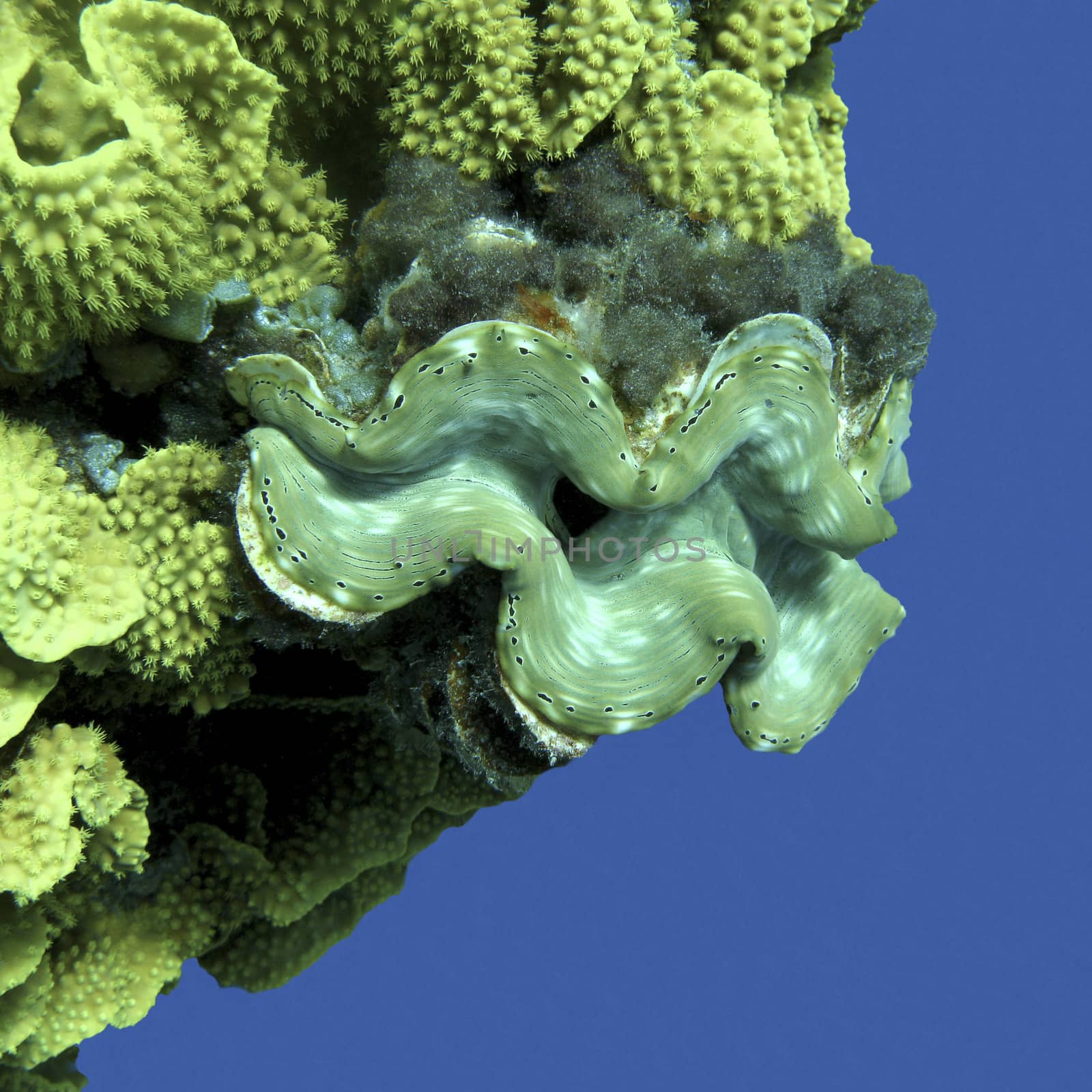 coral reef with Tridacna gigas on a background of blue water, underwater.
