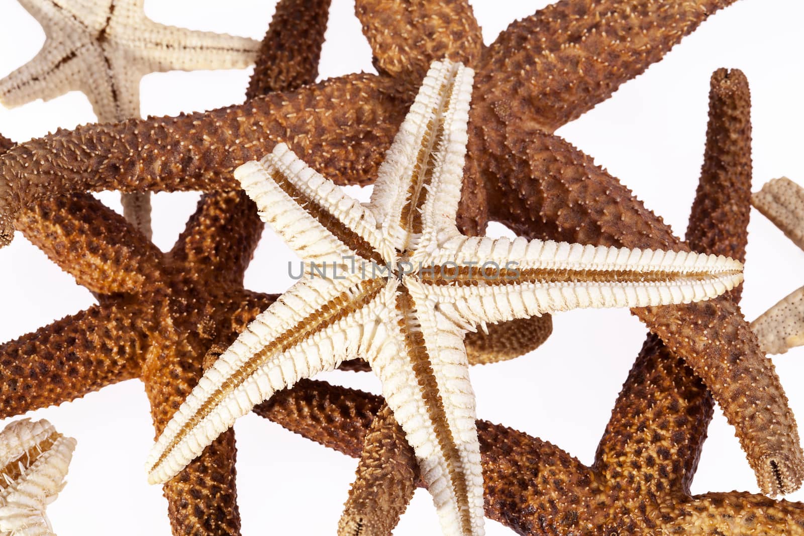 some sea stars on white background by mychadre77