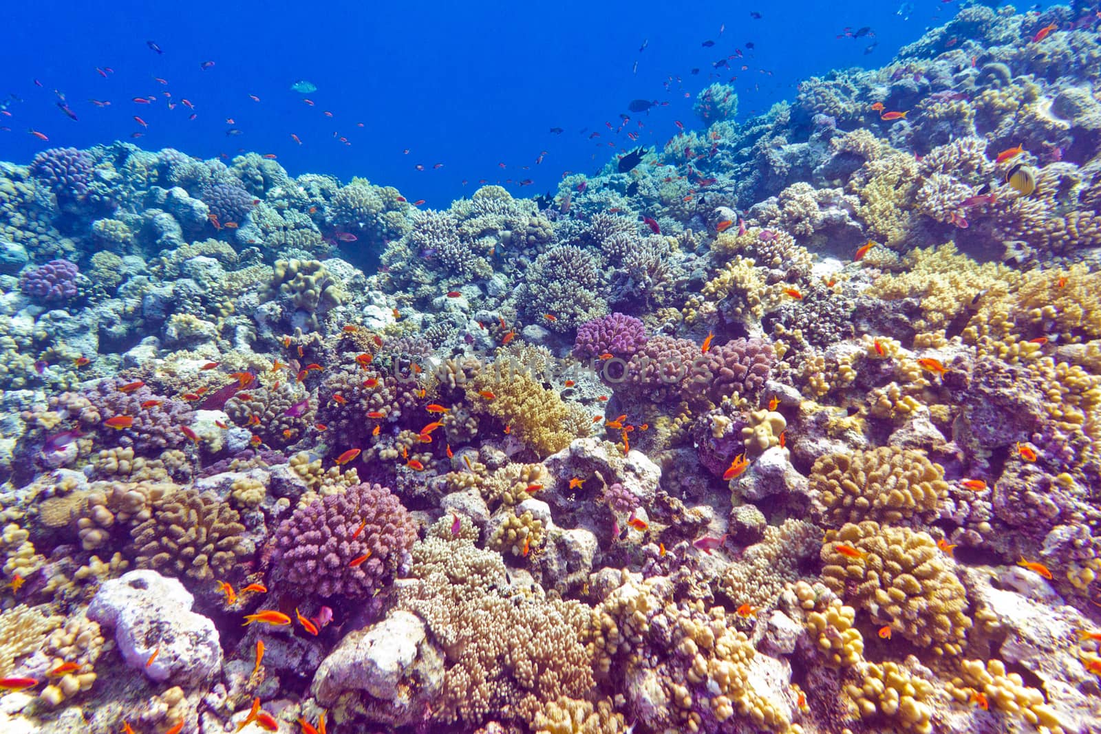 colorful coral reef at the bottom of tropical sea, underwater