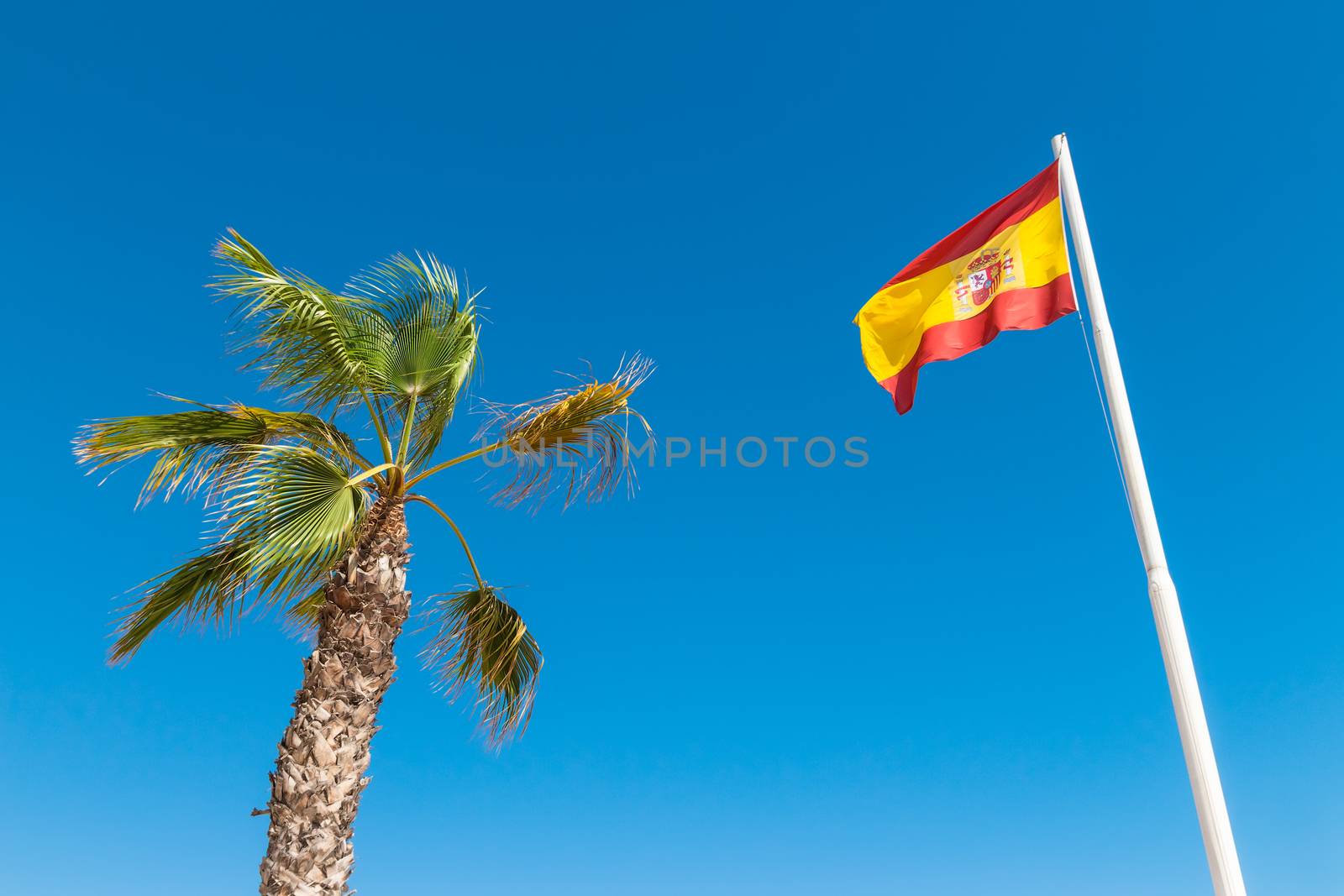 Spanish flag and palm tree the blue sky. Flag of Spain.