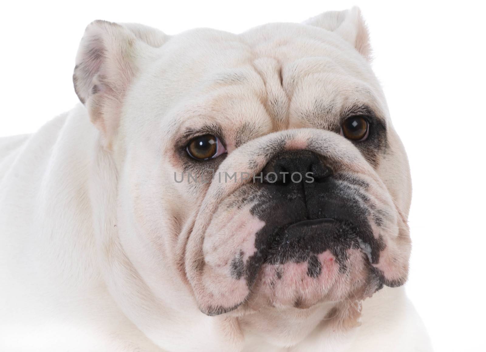 portrait of 2 year old male bulldog